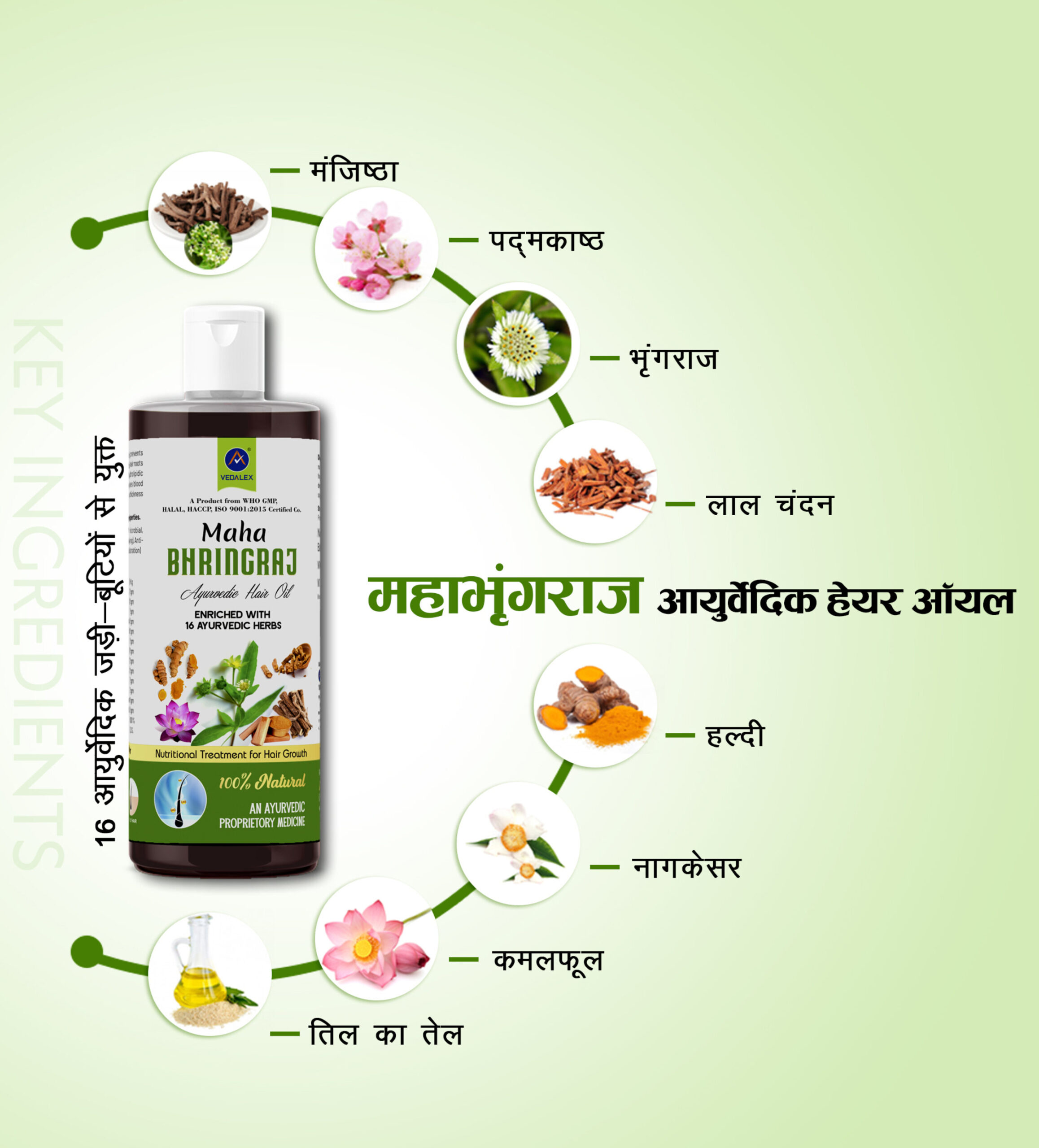 maha bharingraj oil scaled